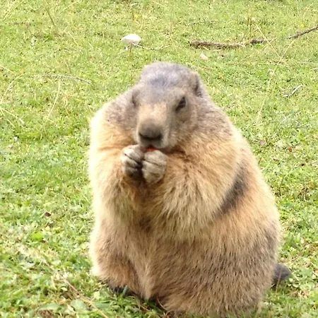 Vital - Und Wellnesshotel Hanneshof Filzmoos