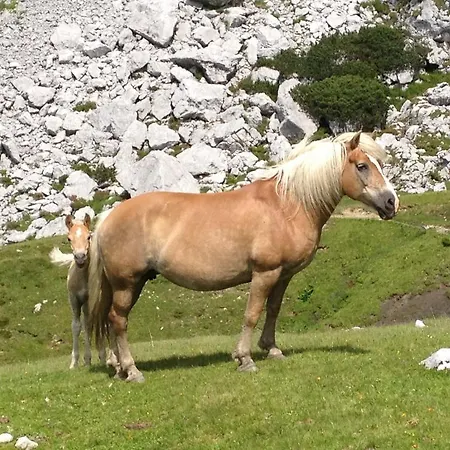 Vital - Und Wellnesshotel Hanneshof Szálloda 4*